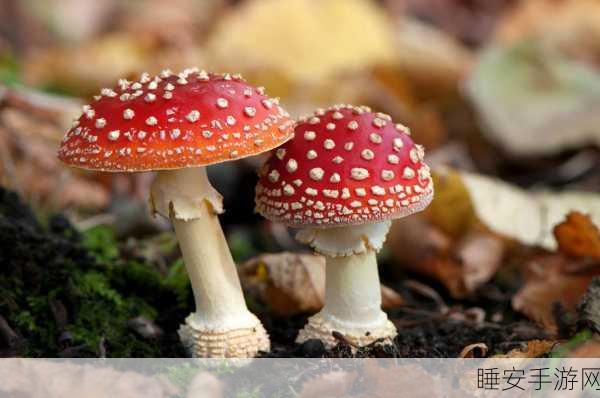 戴璐蘑菇:乐观的蘑菇" 🍄