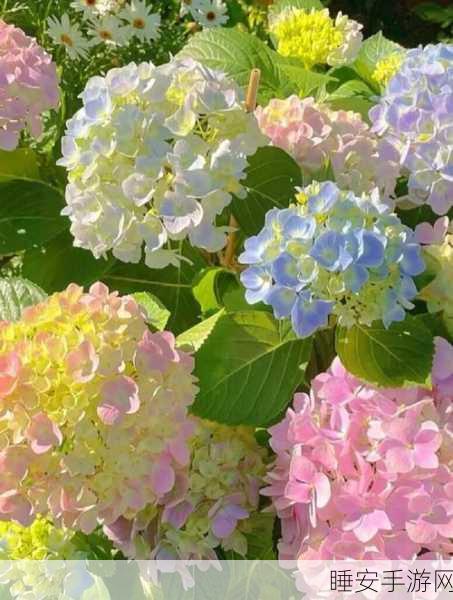 独占1.v1小花:独占1.v1小花赏" 🌼