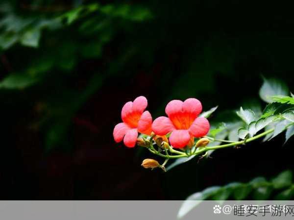 独占1.v1小花:独占1.v1小花赏" 🌼