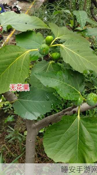 17草:17种草"🌿