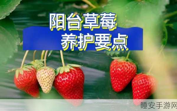 草莓视频下载。:草莓视频获取指南。" 🍓