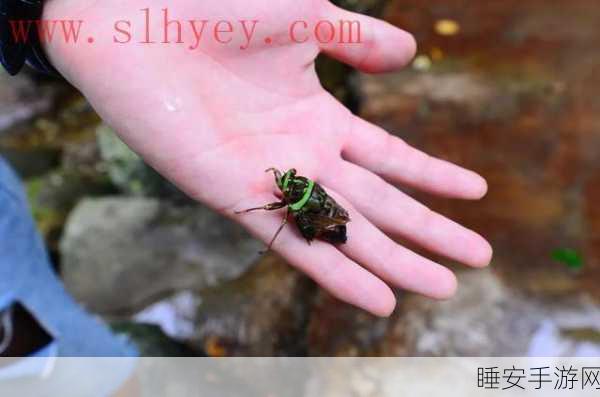 仙踪林51dadou行情网:奇缘森林51dadou市场网"🌟