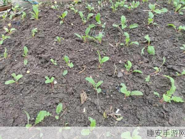 两个人在一起拨萝卜的软件:二人合力挖萝卜的App" 🥕