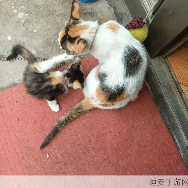 大侠立志传,轻松领养猫三花秘籍大公开