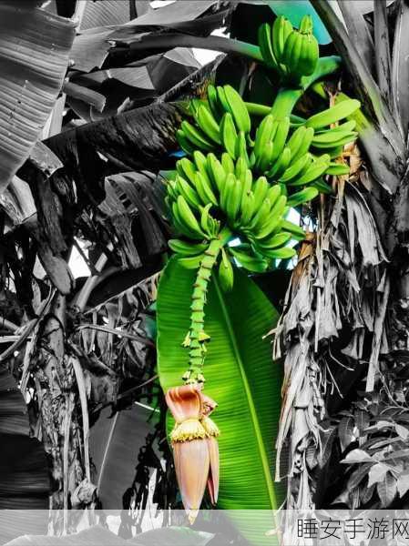 免费香蕉视频:无偿香蕉播放" 🍌