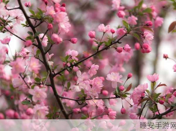 青少年摘花女初HD:青春花季:女孩的初恋HD" 🌸