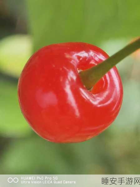 樱桃视频免费看:樱桃视频免费观看" 🍒