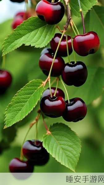 樱桃视频免费看:樱桃视频免费观看" 🍒