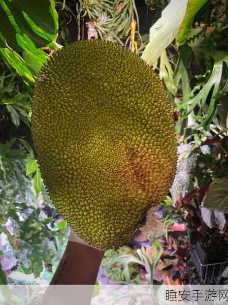 菠萝菠萝蜜在线观看视频:菠萝与菠萝蜜的精彩视频" 🍍