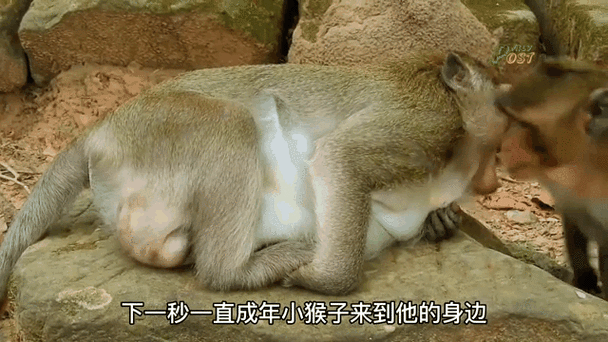 男生和女生一起生猴子软件:男女共同开发猴子软件" 🐒