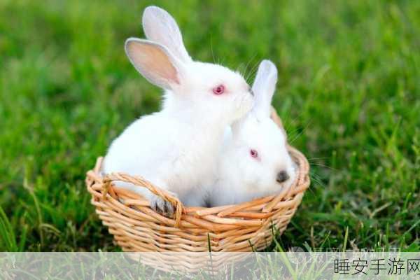 两个大兔子抖来抖去的照片:两只大兔子摇摆的可爱瞬间" 🐰