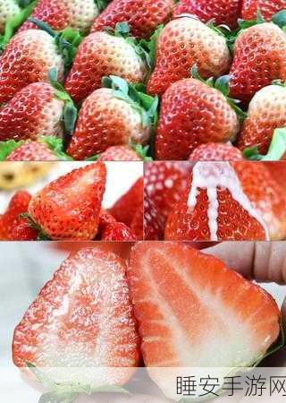 草莓视频老版本：“旧版草莓视频”🍓