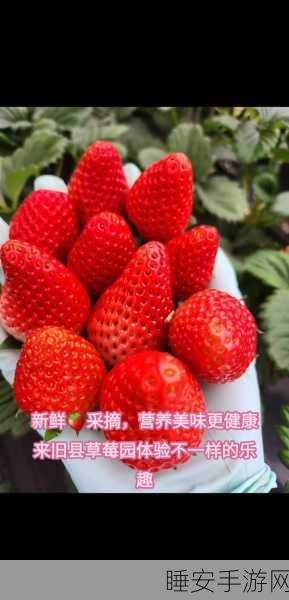 草莓视频xxyy:草莓视频精选" 🍓