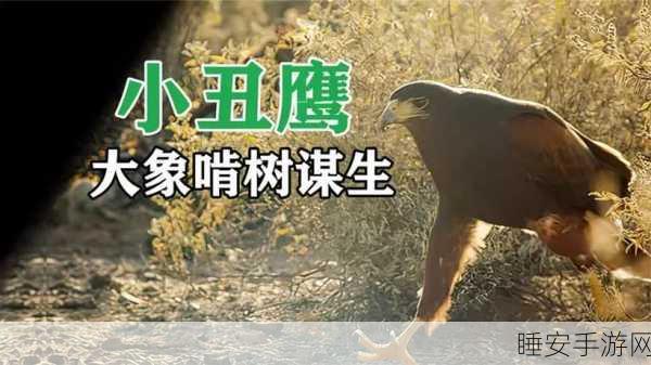 大象伊甸园一二三四五区别:大象伊甸园各版本比较" 🐘