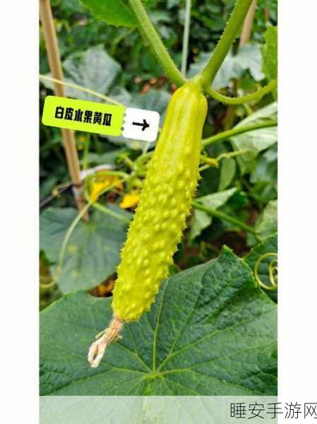 秋葵草莓黄瓜茄子香蕉:健康美味的秋季水果与蔬菜" 🍓