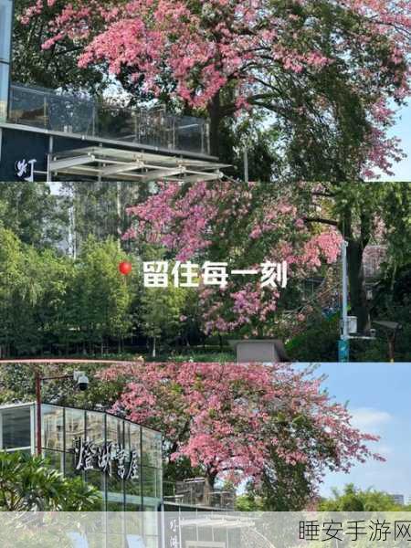 彩虹树中文版来袭,治愈系休闲养成新体验,打造你的梦幻乐园