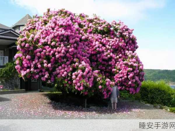 彩虹树中文版来袭,治愈系休闲养成新体验,打造你的梦幻乐园