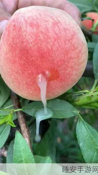 蜜桃熟了5D:成熟的蜜桃5D"🍑