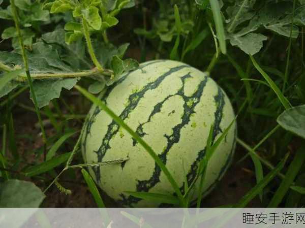 五一吃瓜今日吃瓜娜娜往日大瓜:五一瓜丰收,今日瓜娜娜及往日趣事"🍉