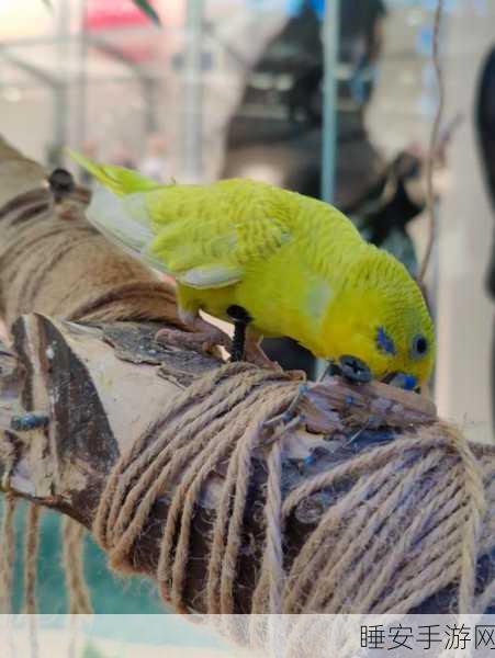 免费人与禽app:无费用的人与鸟类应用程序" 🦜