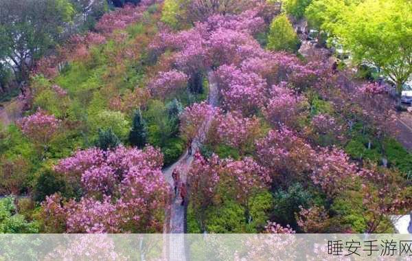 红桃国标:桃花源标准"🌸