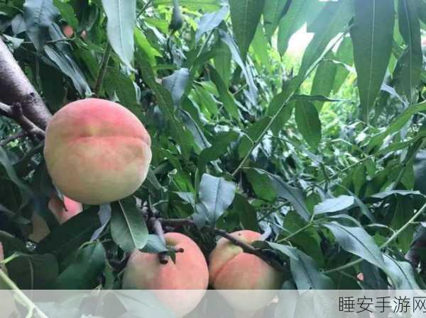红桃国标:桃花源标准"🌸