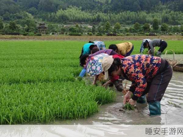 夫妻之间三十中插秧方法:夫妻共育田间的三十种插秧技巧"🌾