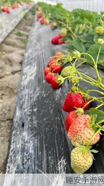 草莓app无限下载:草莓app免费下载无限制" 🍓
