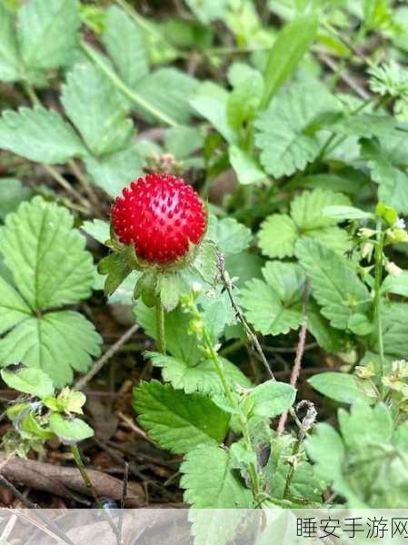 草莓视频你懂得:草莓视频内幕揭秘" 🍓