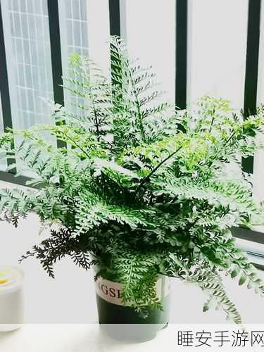清新治愈新选择,蕨类植物休闲游戏下载指南