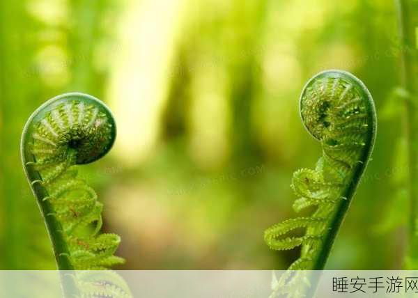 清新治愈新选择,蕨类植物休闲游戏下载指南