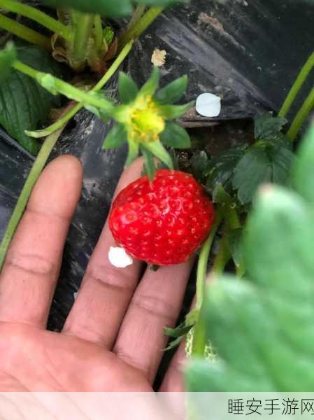 草莓色视频:草莓生活视频" 🍓