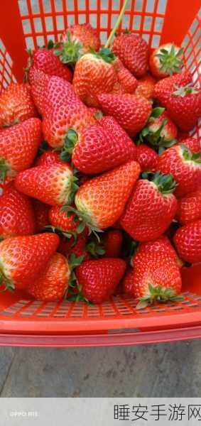 草莓色视频:草莓生活视频" 🍓