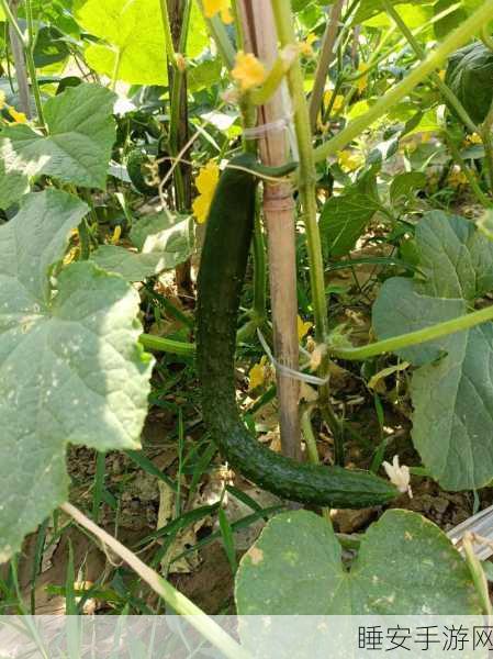 丝瓜APP:“丝瓜助手”🍈