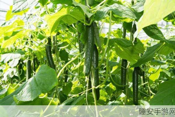 丝瓜APP:“丝瓜助手”🍈