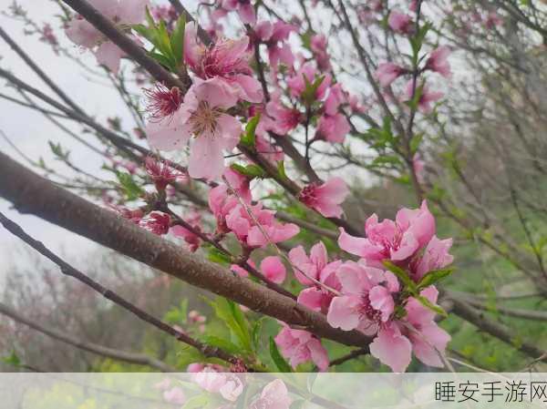 桃花洞口芳草凄凄:桃花洞外幽草青青" 🌸