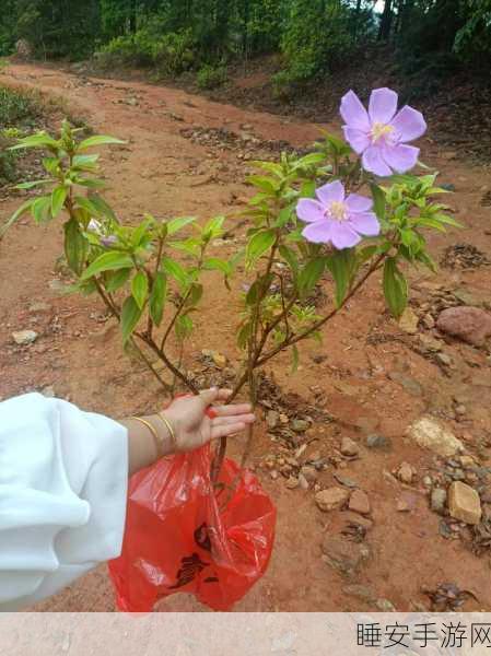 野花社区在线:野花社区网络交流" 🌼