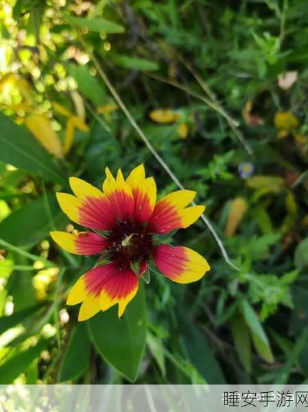 野花社区在线:野花社区网络交流" 🌼