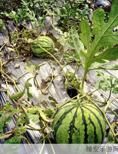 黑料在线吃瓜:揭秘背后真相,在线围观" 🍉