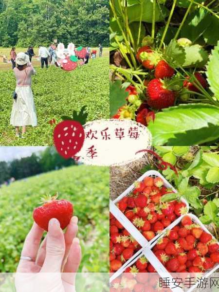 草莓小视频:草莓趣速播"🍓