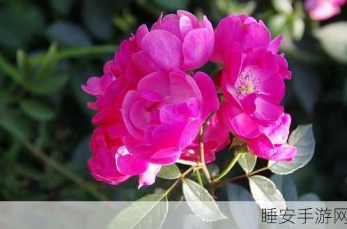 粉色苏州晶体sio粉色:苏州粉色晶体SIO" 🌸