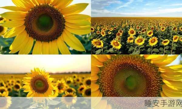 ios向日葵视频:Sunflower Video for iOS" 🌻