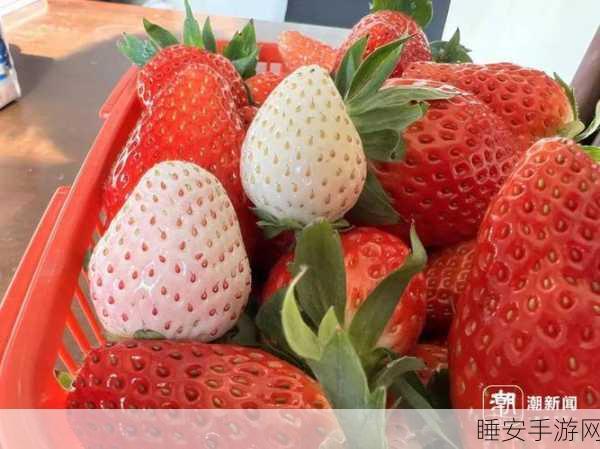 草莓视频VlP:草莓视频高级会员" 🍓