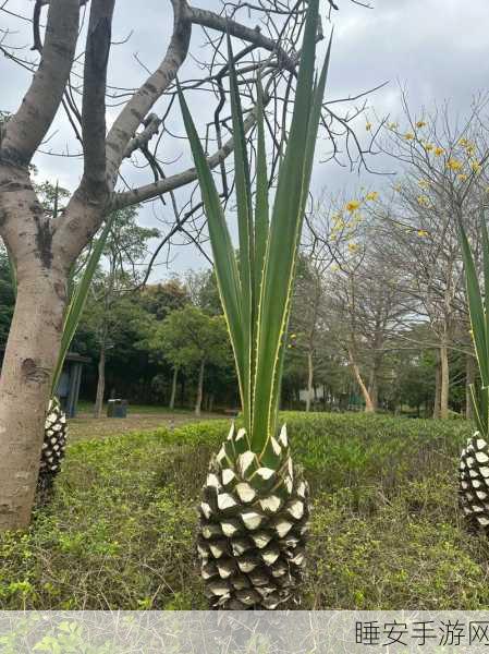 大菠萝官网福建2024:福建大菠萝官网2024年" 🍍