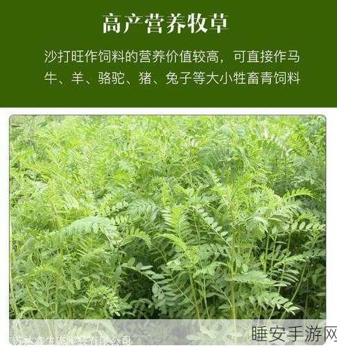 精产国品一二三产区麻豆:优质国产麻豆的产区一二三" 🌱