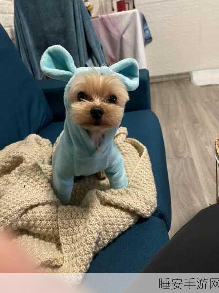 puppy:小狗🐶