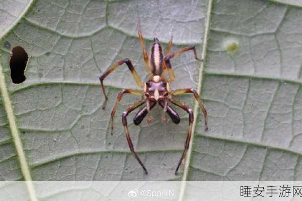 80级蛛魔几丁质哪里最多:哪里可以找到最多的80级蛛魔几丁质?" 🕷️