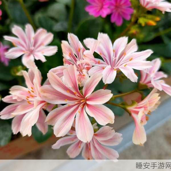 亲小花园的技巧和方法:小花园护理的技巧与方法🌼