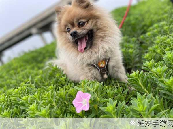 萌宠集结!Q宠森林动物学园休闲闯关新体验,下载开启冒险之旅