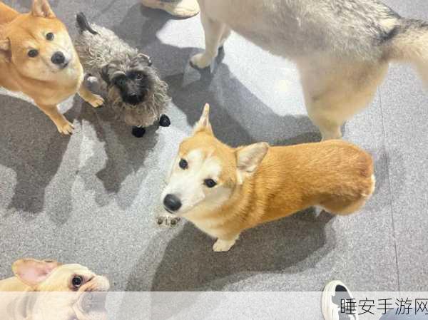 小女孩把第一次给狗的有吗:小女孩首次给狗喂食的经历🐶